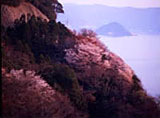 神子山桜
